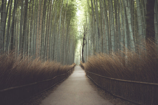 image showing pathway through bamboo forest